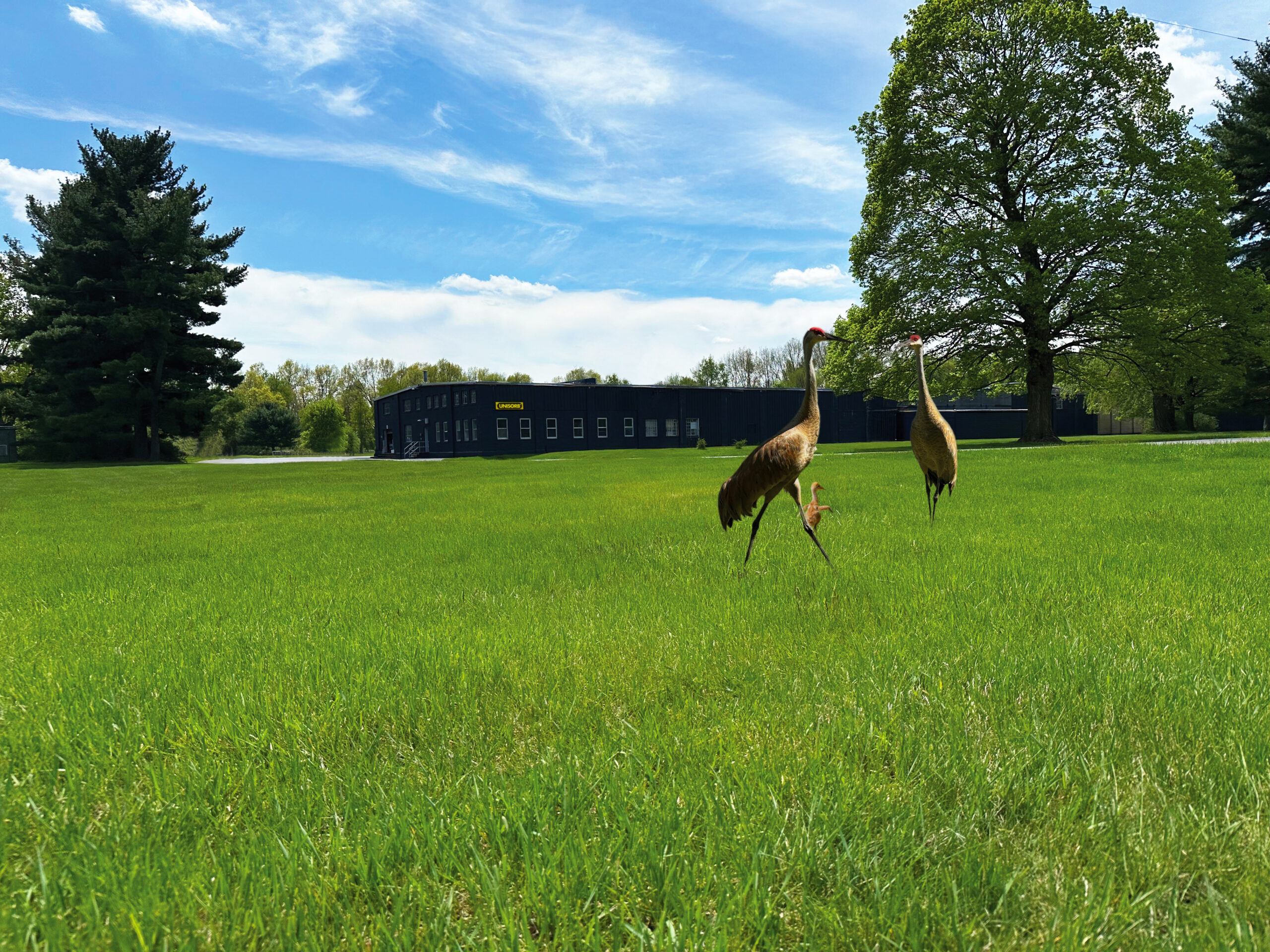 UNISORB Facility Two adult sandhill cranes and a chick walk on bright green grass in front of a large tree, with a blue sky and a building in the background.